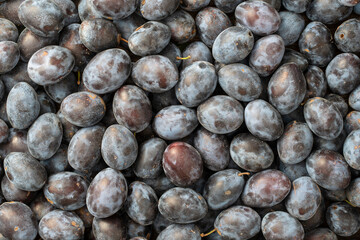 Texture background of fresh blue plums, close up