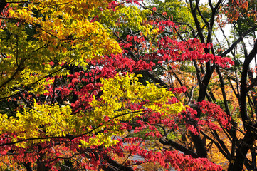 紅葉