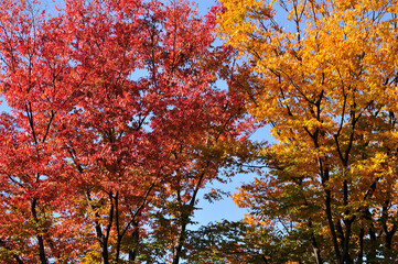 紅葉