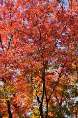 紅葉
