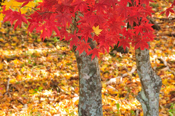 紅葉