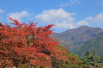 紅葉