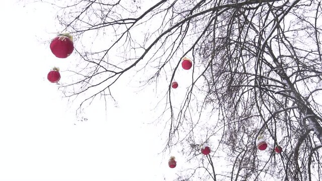 Beautiful winter tree outdoors decorated with red balloons against the sky, copy space for text, slow motion