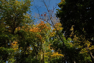 Fototapeta premium Autumn sunny day in city park, Moscow, Russia