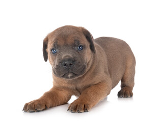 puppy cane corso