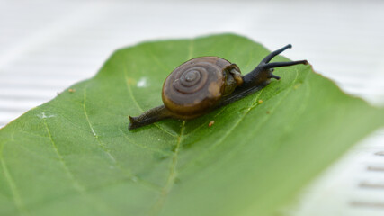 Garden snail or Land snail or Cornu aspersum or slugs creeps on leaves of plant
