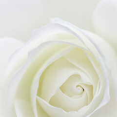 Abstract floral background, white rose flower petals. Macro flowers backdrop for holiday design. Soft focus