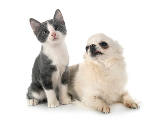 kitten and chihuahua