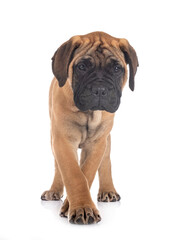 puppy bullmastiff in studio