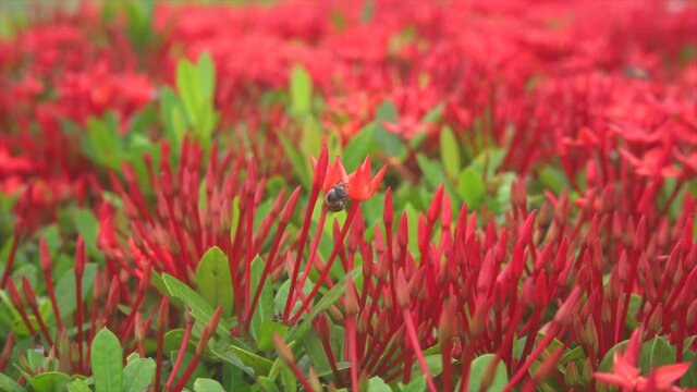 Bees tried to open the ixora no bloom on a nature background.