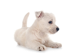 puppy West Highland White Terrier