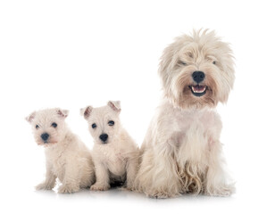 West Highland White Terriers