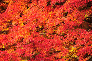 紅葉