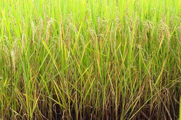 Field nature organic ear of Thai jasmine rice in nature  background
