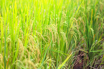 Nature organic ear of Thai jasmine rice in nature field background