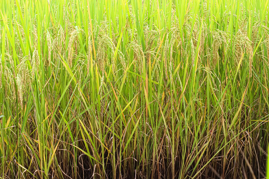 Field nature organic ear of Thai jasmine rice in nature background © Amphawan