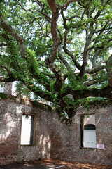 old oak tree brick wall