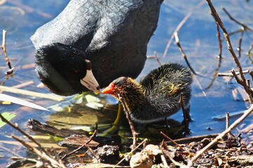 Coot Parent Feeding Fish to Coot Chick 