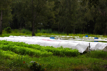 Techniques for growing tobacco plants in agriculture specifically for drought-affected areas. Modern agriculture. New innovations in agriculture. The plant is covered with white cloth