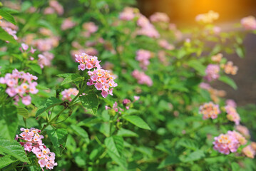 Blooming Lantana Camara. Beautiful of small flowers in the garden.