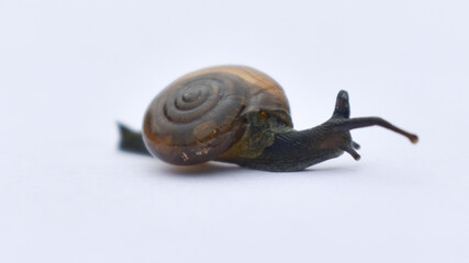 Garden snail or  Land snail  or  Cornu aspersum or slugs isolated on the white background.