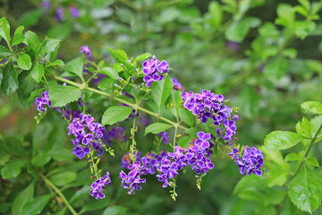 Duranta erecta L. or Golden Dewdrop, Pigeon Berry, Sky Flower.