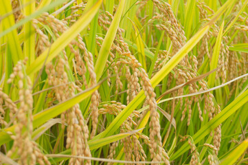 稲穂　ご飯