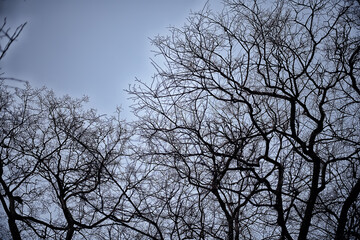 Fototapeta na wymiar view of branches without leaves background, abstract, stress sadness