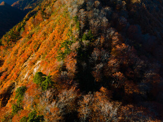 Shirakami Mountains.