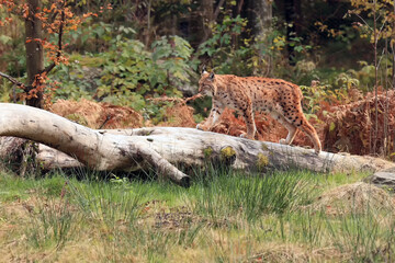 Fototapeta na wymiar The Eurasian lynx (Lynx lynx) walking on the dry trunk in the woods. A large European cat in the typical environment of a Central European forest.