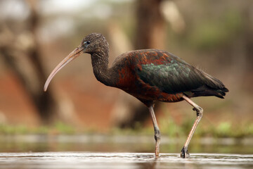 The glossy ibis (Plegadis falcinellus) searching for food in the shallow lagoon