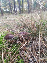 mushroom in the forest