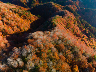 Shirakami Mountains.