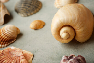 Collection of shells