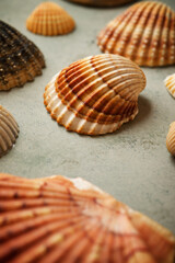 Collection of shells