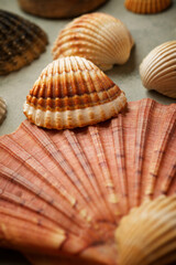 Collection of shells