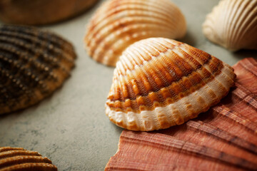 Collection of shells