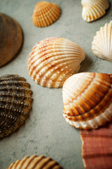 Collection of shells