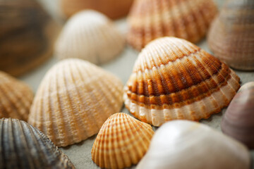 Collection of shells