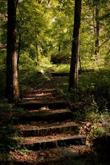 path in the woods