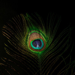 Obraz premium Lowkey of abstract Colorful and Artistic Peacock Feathers. This is a macro photo of an arrangement of luminous peacock feathers background 