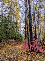 Fall Foliage in the forest, Alaska USA, September