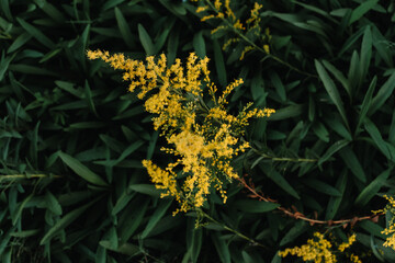 yellow flowers on a tree