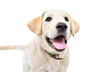 Portrait of adorable curious labrador puppy isolated on white background