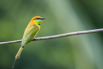 Green Bee-Eater on the wires on green background