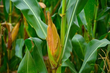 corn in the field