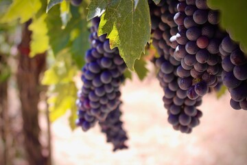 Purple Grapes on the Grapevine 