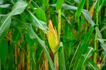 Corn is about to be harvested. Ears of corn
