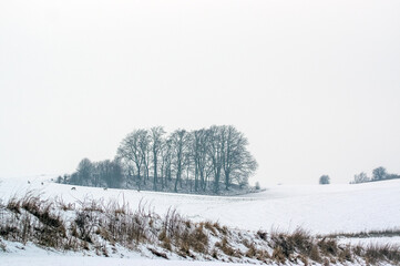 Zimowy krajobraz kępa drzew rosnąca pośród zaśnieżonych pól i pasących się saren
