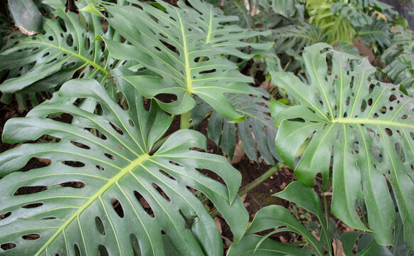 Vida natural verde